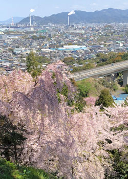 桜満開長谷寺