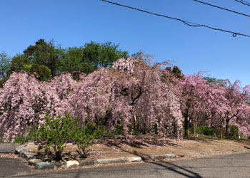 桜満開長谷寺